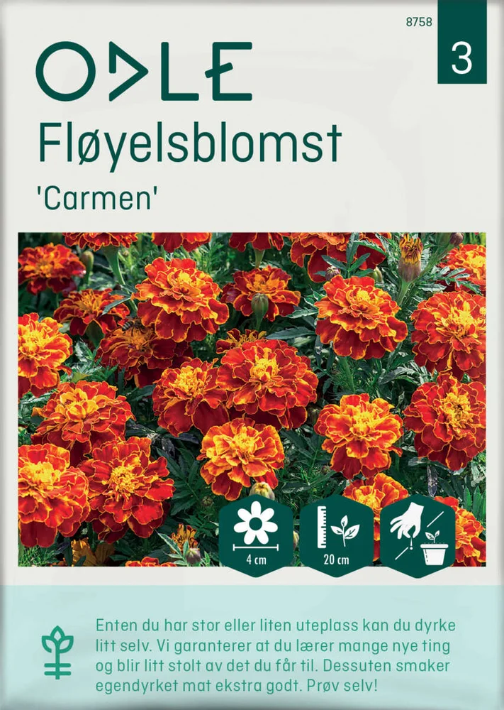 Odle 'Carmen' fløyelsblomst frø v:8035559